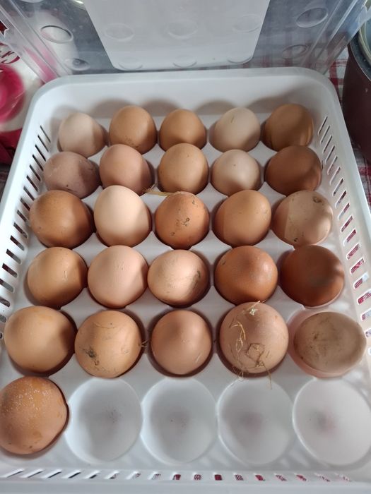 Oua de casa proaspete