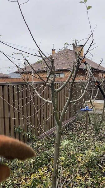 Обрезка плодовых деревьев
