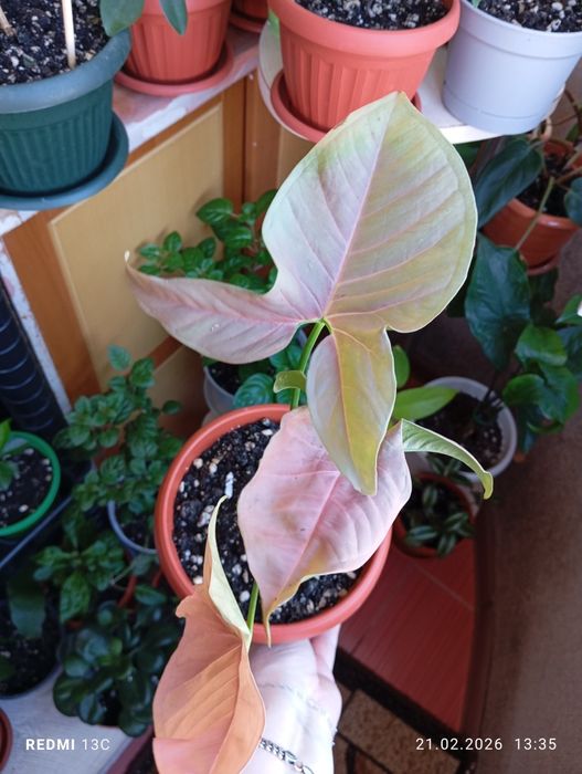 Продам растения комнатные