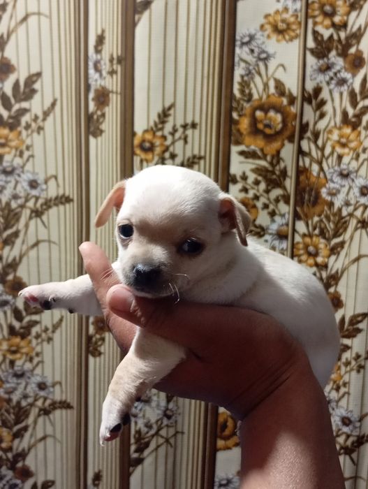 Щенки чихуахуа продажа