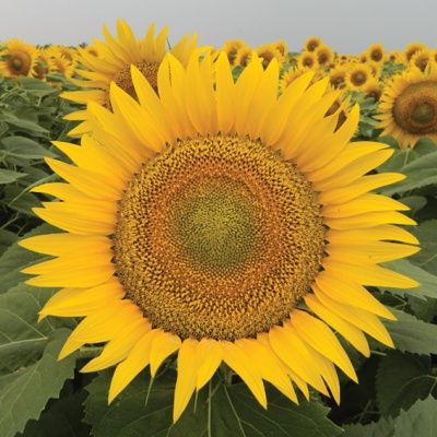 Floarea Soarelui;semințe