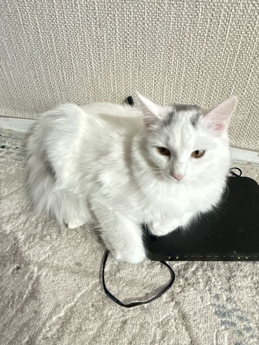 котенок/кошка 7-8 месяцев