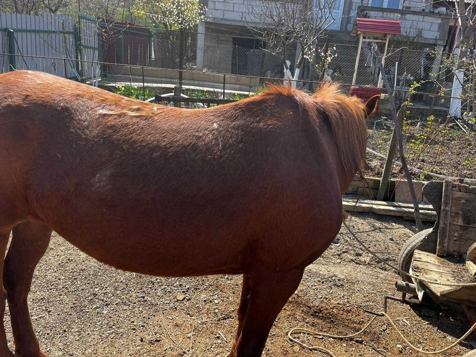 Iapă de 10 ani, cuminte, muncitoare, potrivită pentru orice gospodărie