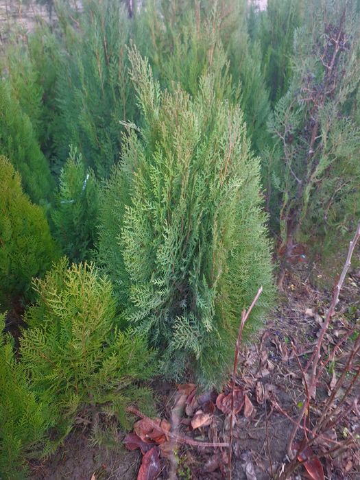 Арчалар. Хлма хл турдаги