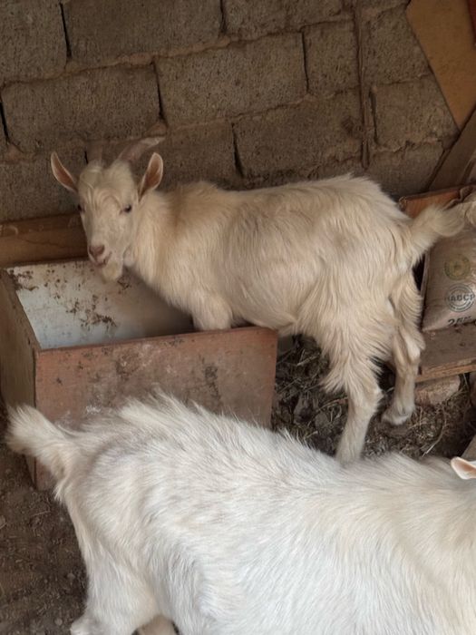 Ешки Козел ешкі теке