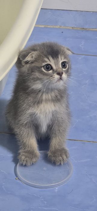 Scottish Fold mushuk