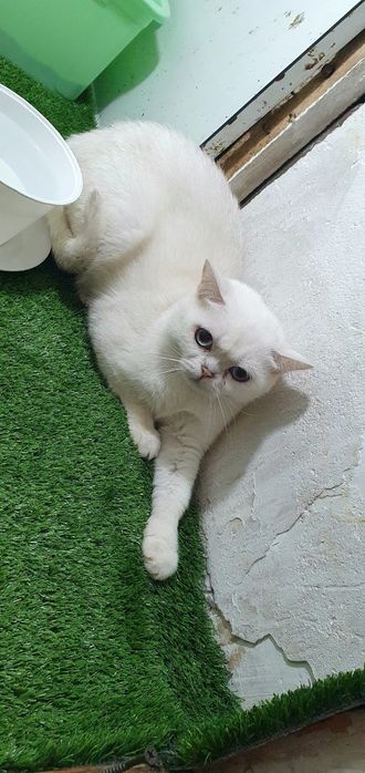 Продается кот Британец,