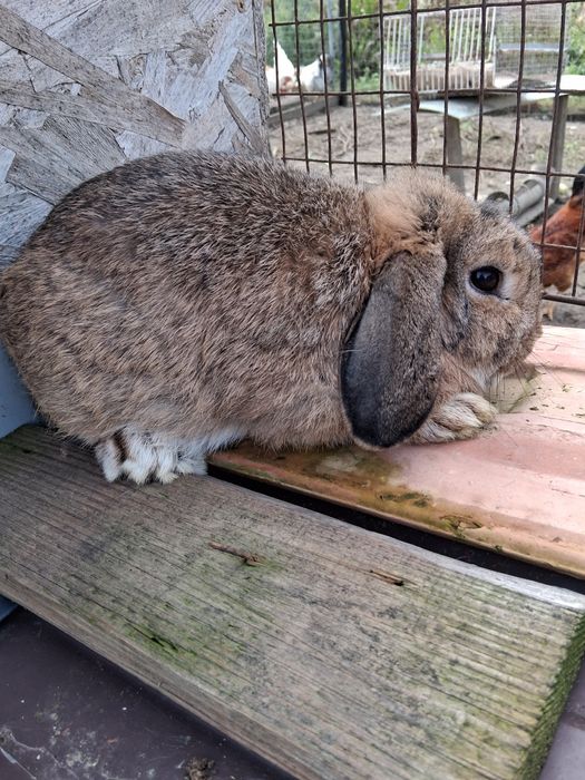 Iepuri pitici cap de leu și berbec german