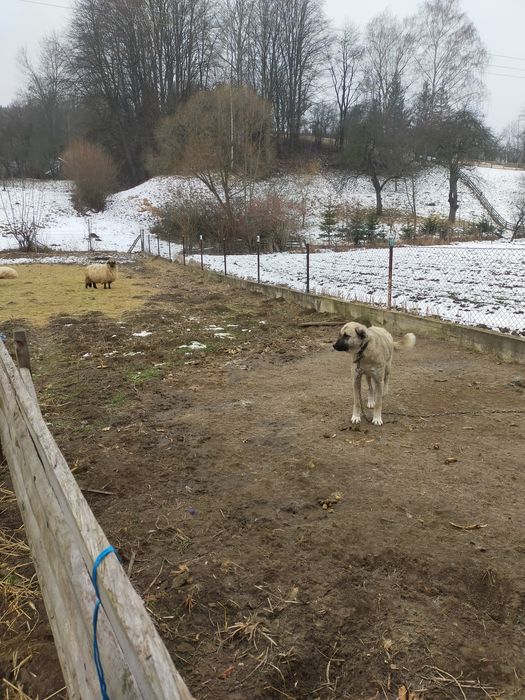 Donez femelă metis de kangal