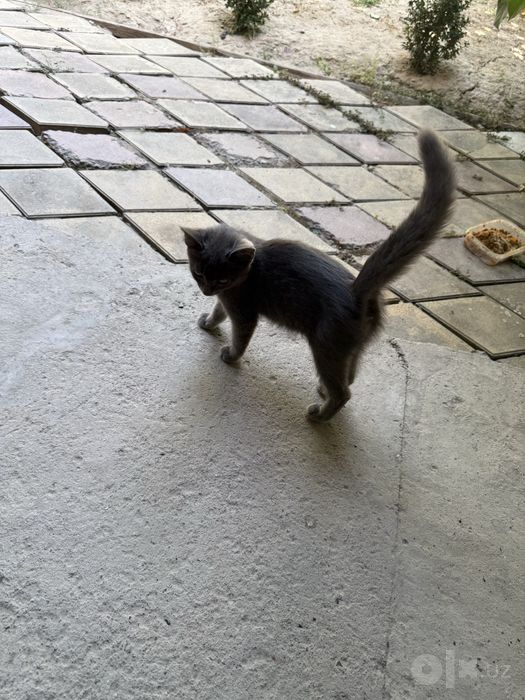 Домашние котята отдам даром