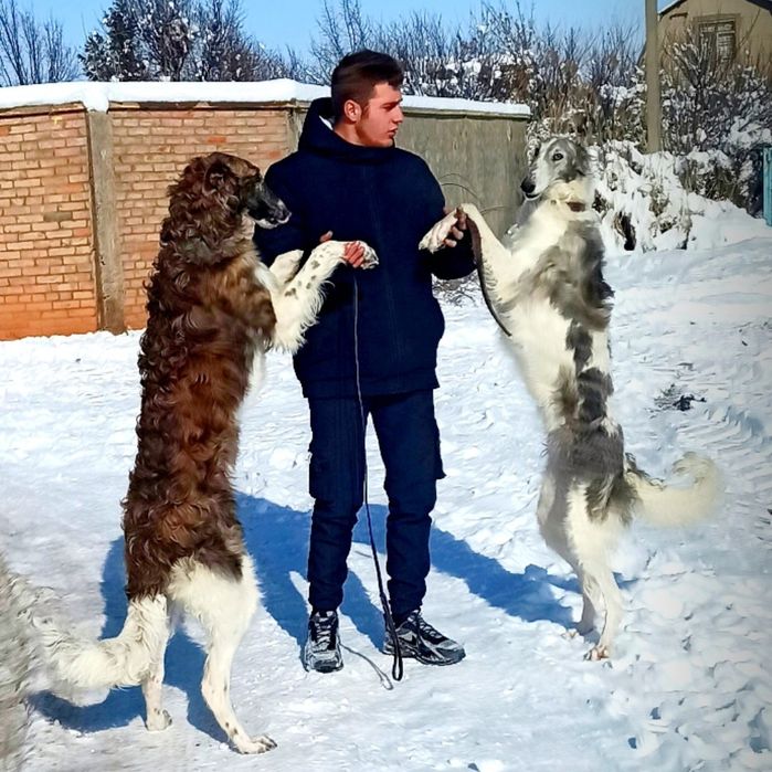 Дрессировка собак кинолог