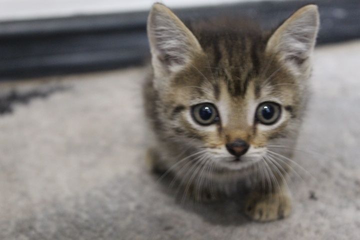 котёнок в добрые руки