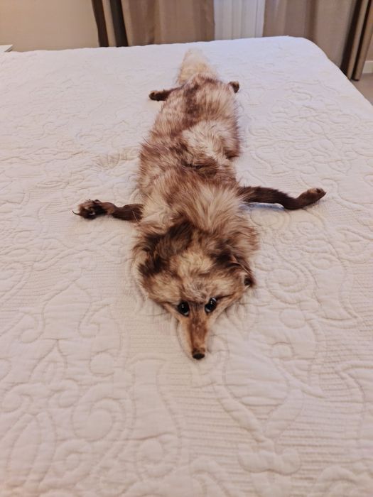 Сребърна лисица.Оригинална,красива и много добре стои и топли.