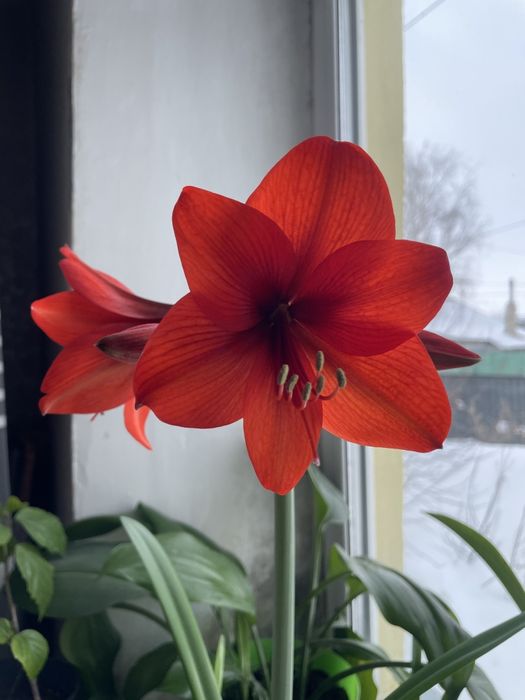 Гиппеаструм красный