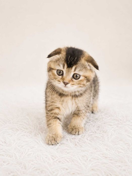 Шотландские вислоухие котята (Scottish Fold)