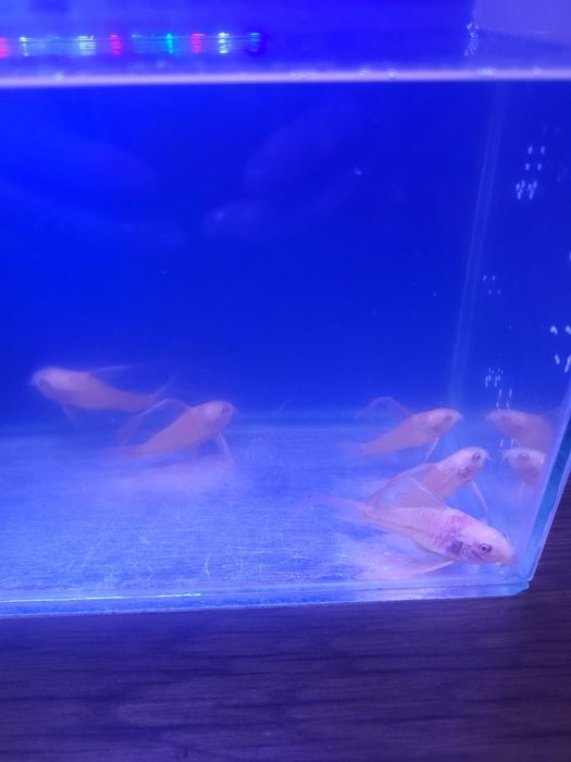 Коридорас Албинос