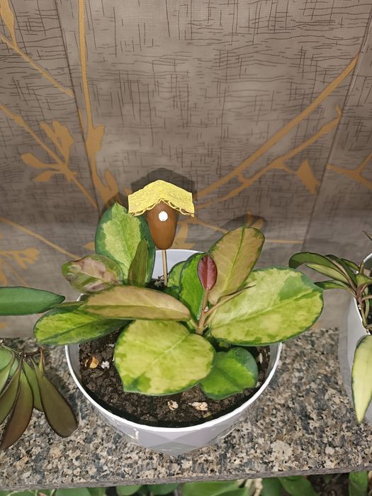 Цветок хойя , асал томчи гул