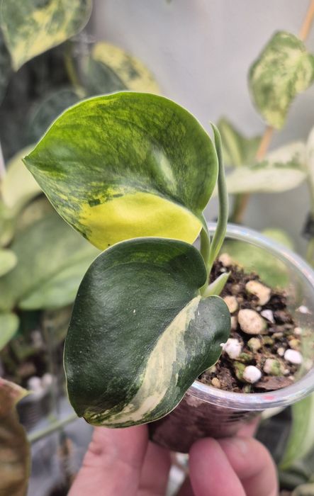 Продам сортовые сциндапсусы