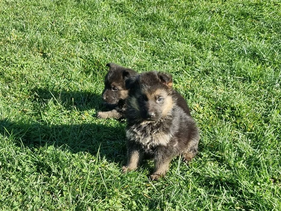 Малки немски овчарки