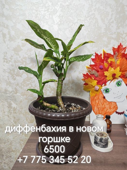 Комнатные цветы разные