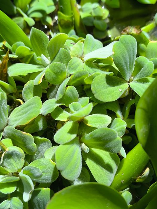 Растения для пруда