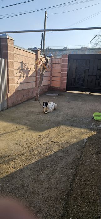 Күшік сатылады Алабай