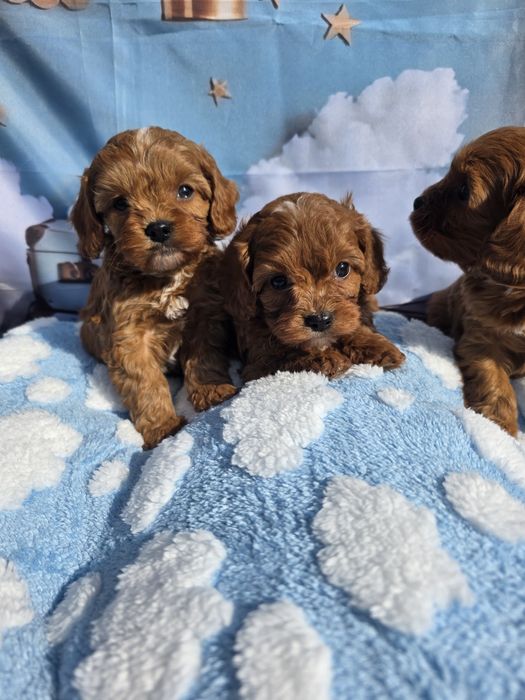 Кавапу момчета /Cavapoo