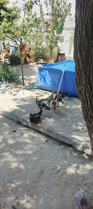 Bobo jo'jala yahshi parodali