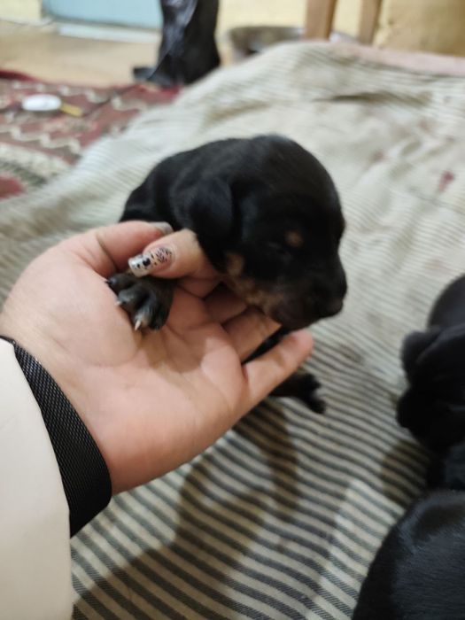 Продаются щенки доберманов