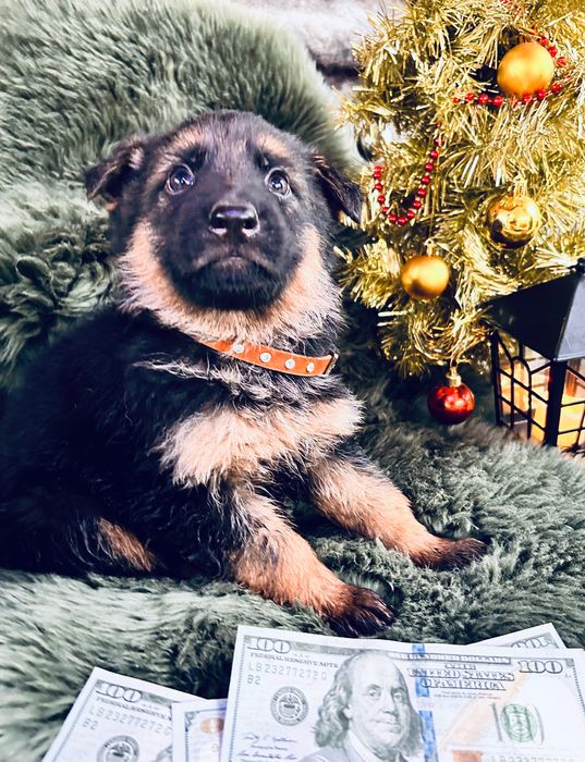 Щенки немецкой овчарки