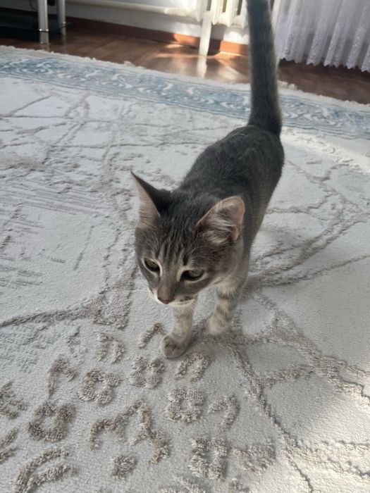 Отдам кошечку в добрые руки