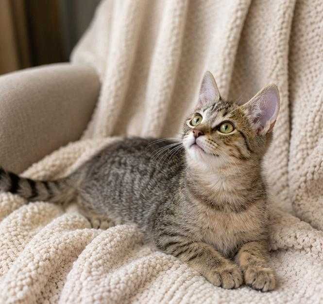 Спасенные котята ищут дом