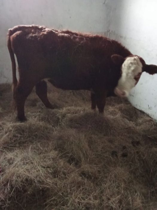 Ак бас сиыр сатылады