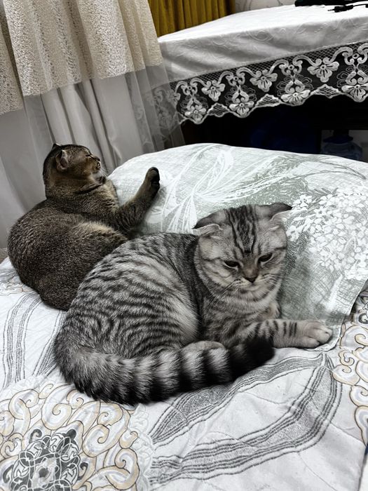 Предлагаю шотландского вислоухого кота для вязки