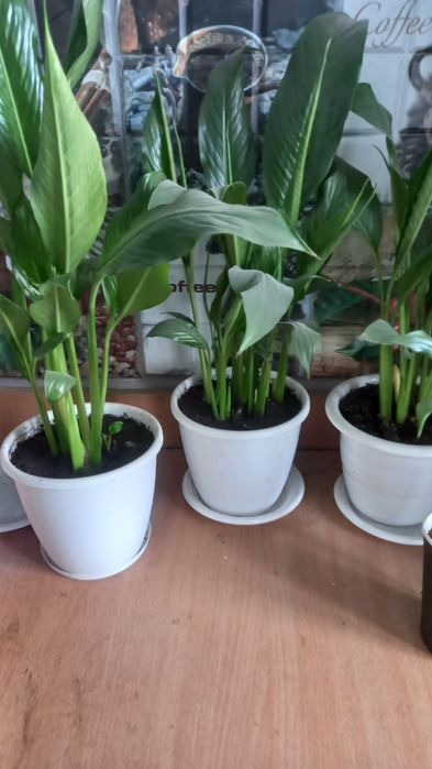 Продам цветы женское счастье