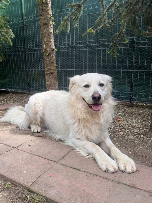 Spre adopție, catel talie mare, varsta 3 ani foarte cuminte si jucaus
