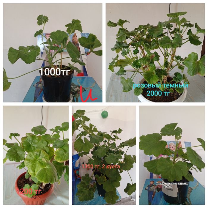 Продам цветы от 1000 тг и выше