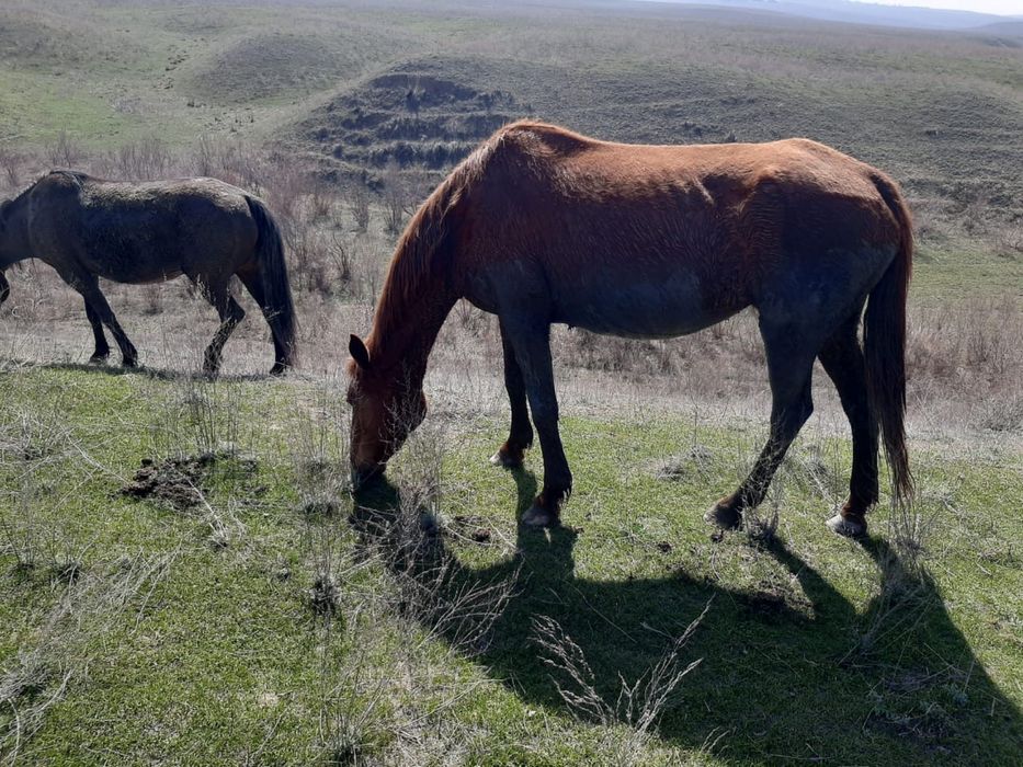 Қысыр биелер сатылады 2Данчак
