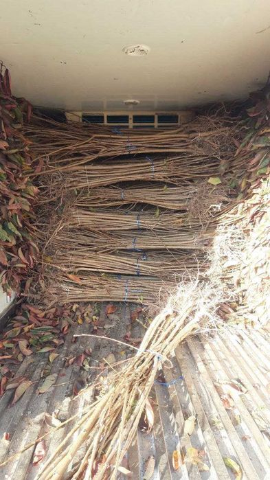 Мевали декоратив 100% ишончли кучатлар,Тераг,Павлония,