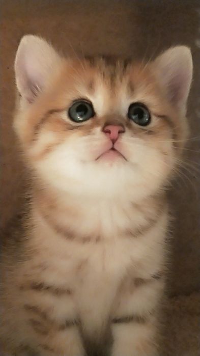 Продам золотую шиншиллу