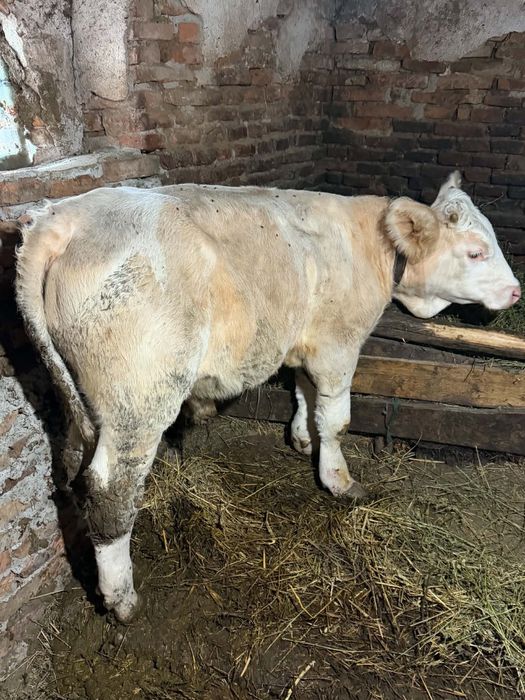 Vand tauras intre 230 250 kg cu 4800 lei negociabil , Sau daca nu la kg cu 25 Lei viu,!