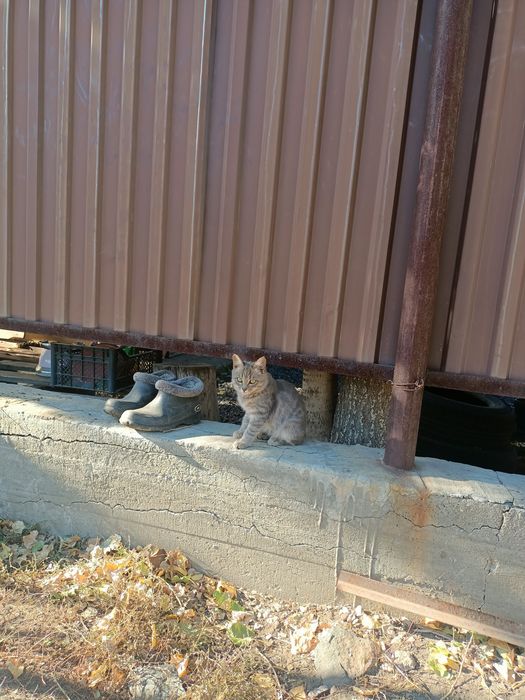 Отдам котика в добрые руки