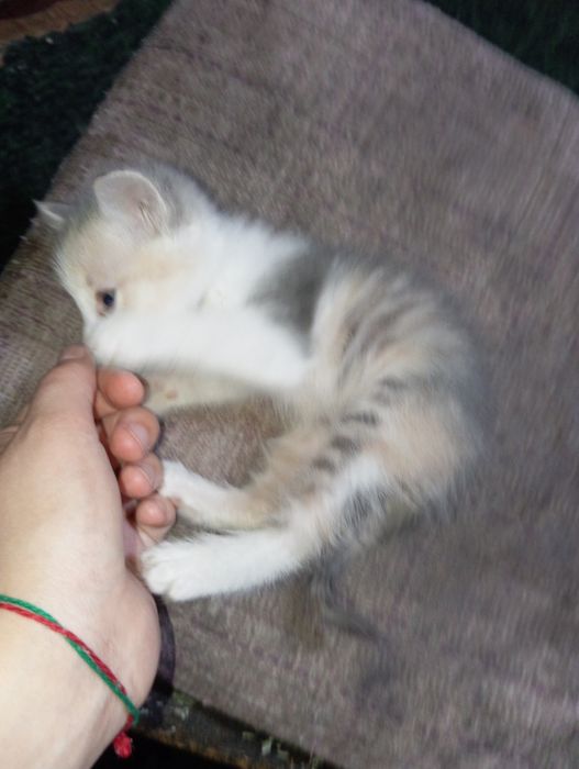 Отдам котят даром