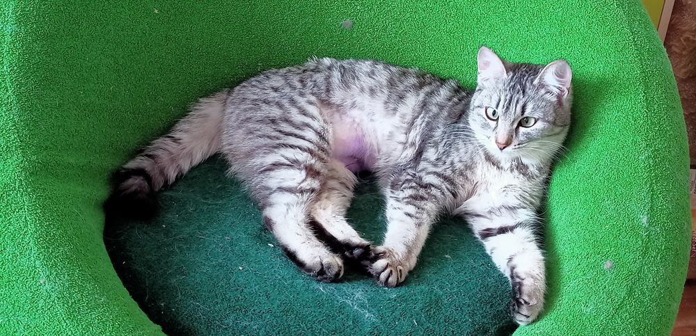 Стерилизованая милашка Китти