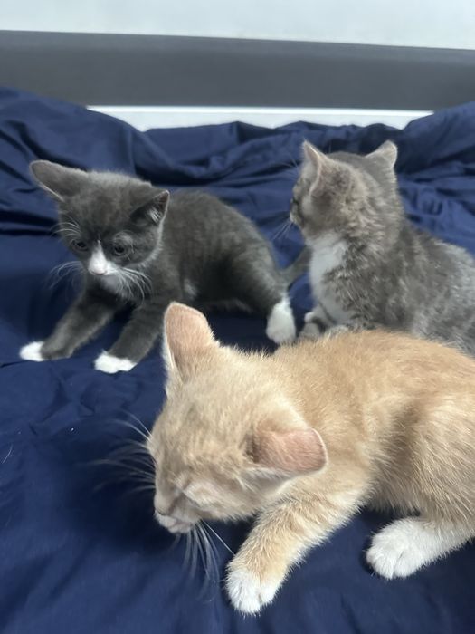 Отдам котят в добрые руки
