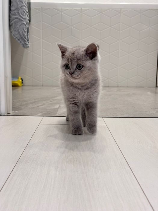 Британский котенок