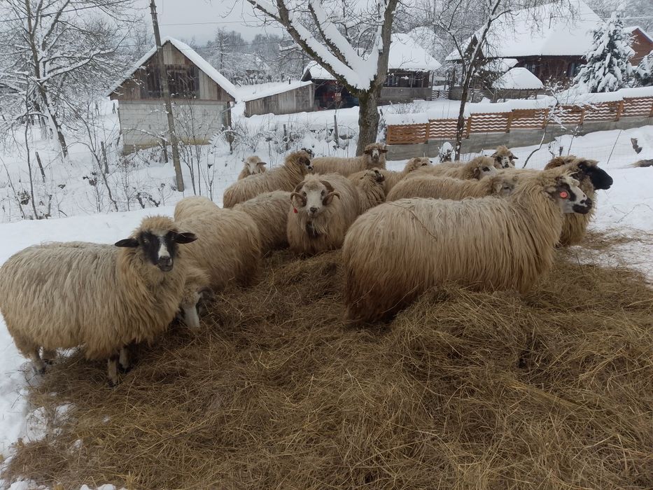 Oi de vânzare  cu miei