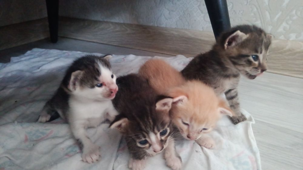 Котята, милые домашние