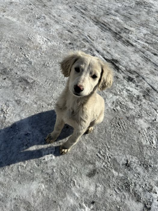 Отдам в добрые руки щенка