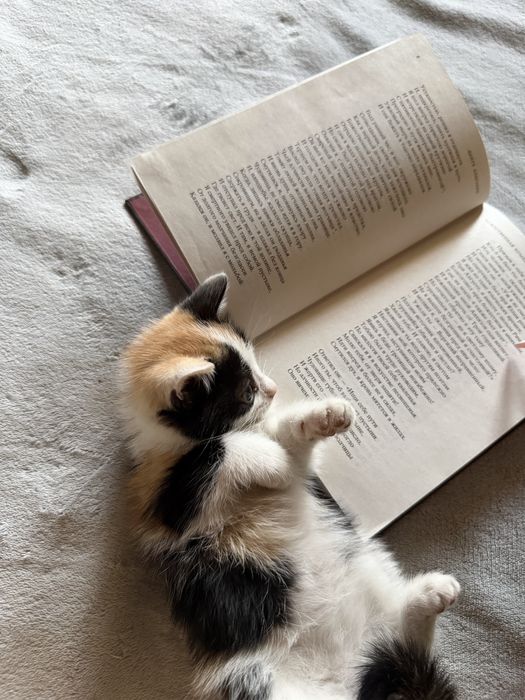 Отдам котят бесплатно